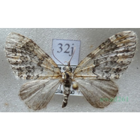 Acasis viretata (Hübner, 1799) Płatynka zielonka Czech32j